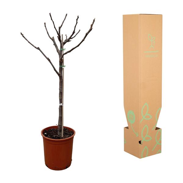 Ficus Carica op stam - 100 cm - Ø20  BotanicBridge