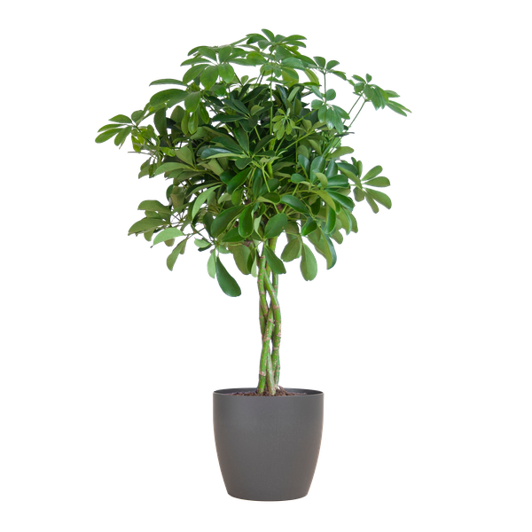 Schefflera Arab Nora met Viber grijs - 70cm - Ø21  BotanicBridge