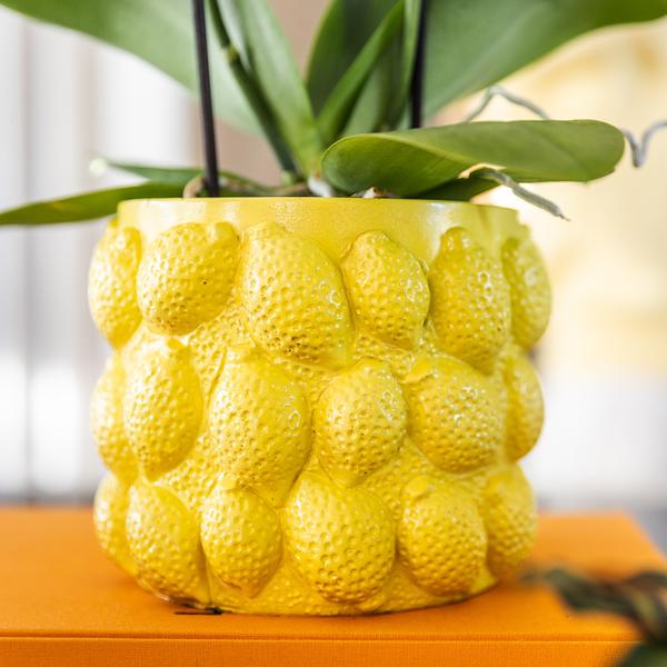 Kolibri Home | Citrus pot yellow - Ø9cm  BotanicBridge