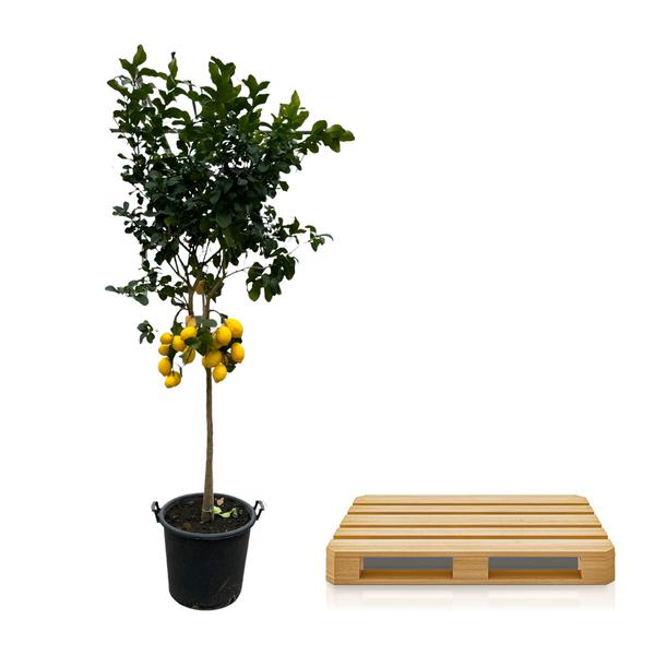 Citrus Lemon - 260 cm - Ø50cm  BotanicBridge