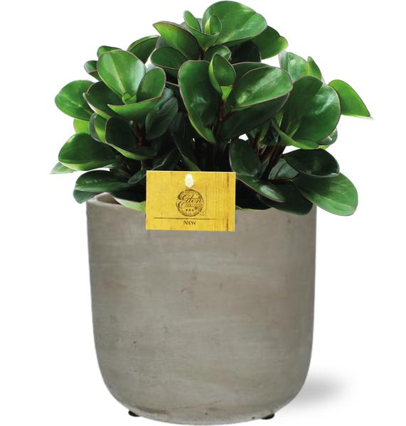 Peperomia Burning Bush - Ø15cm - ↕25cm + Stone Rond D15,5x14,5cm - Grijs  BotanicBridge