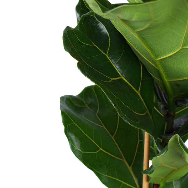 Ficus Lyrata - Ø21cm - ↕90cm in Boule OLIJF pot  BotanicBridge