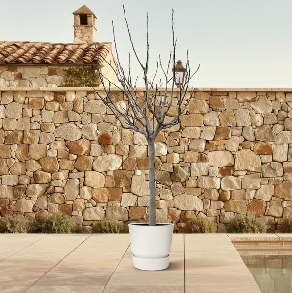 Ficus Carica op stam - 250 cm - ø45  BotanicBridge