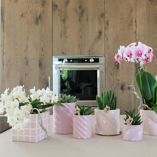 Kolibri Home | Mosa sierpot - Pink - Ø6cm  BotanicBridge