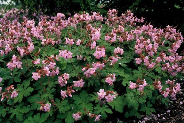 Geranium macr. 'Ingwersen's Var.' - ↕10-25cm - Ø9cm - 20x  BotanicBridge