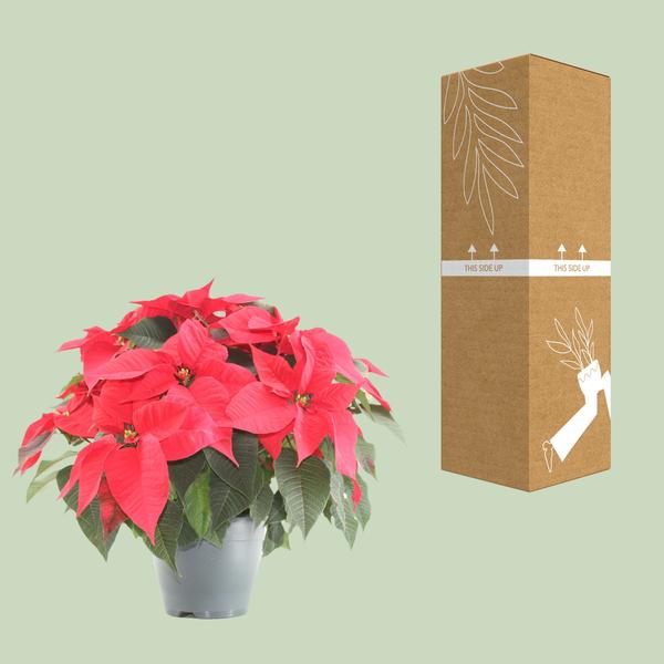 Poinsettia Xmas Feeling (rood) - Ø21cm - ↕50cm  BotanicBridge