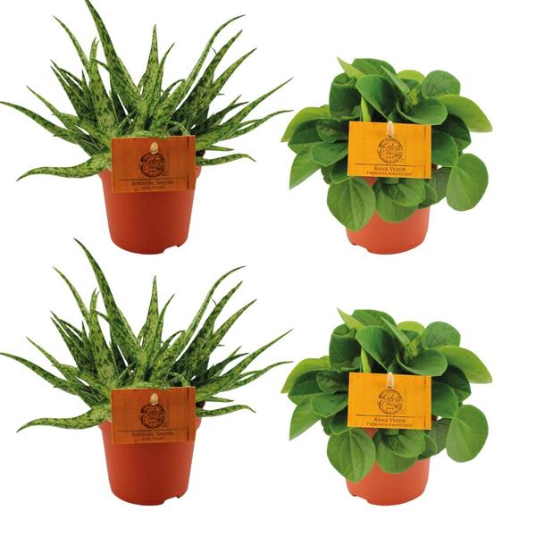 2x Aloe Spider + 2x Peperomia Rana Verde - 4 stuks - Ø10.5cm - ↕10cm  BotanicBridge