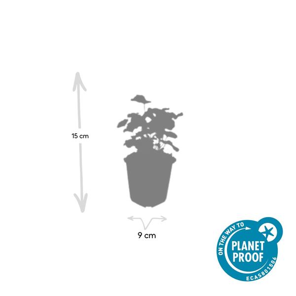 Alchemilla mollis - ↕10-25cm - Ø9cm - 12x  BotanicBridge