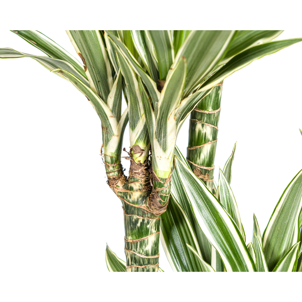 Dracaena Deremensis White Stripe Ø27cm - ↕180cm  BotanicBridge