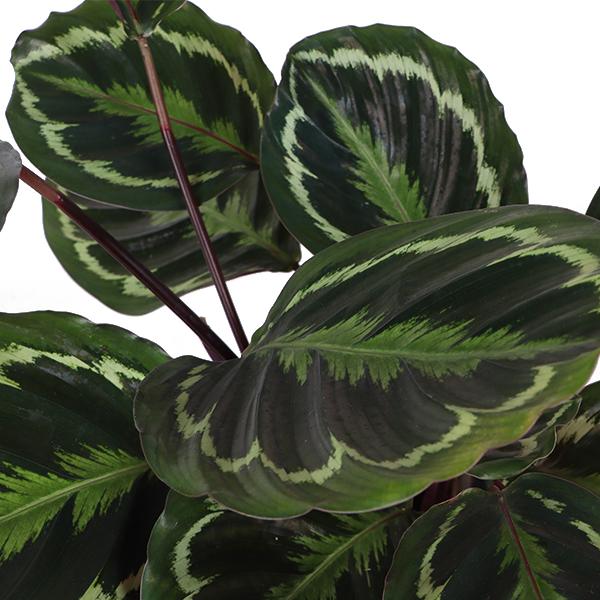 Calathea Medaillon Ø21cm - ↕70cm in Vibes WIT pot  BotanicBridge