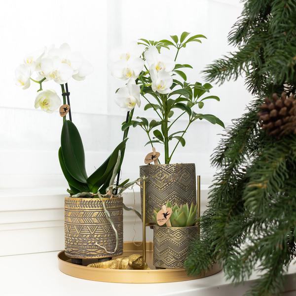 Kolibri Home | Ornament - Gouden decoratie Lizard  BotanicBridge