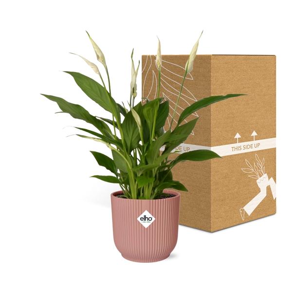 Spathiphyllum 12 Cm Torelli in ELHO Vibes Fold 14cm roze  BotanicBridge