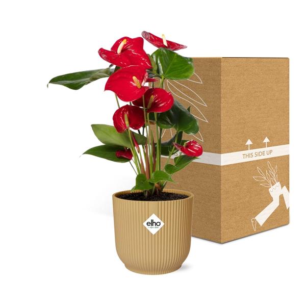 Anthurium Red 12cm in ELHO Vibes Fold 14cm geel  BotanicBridge