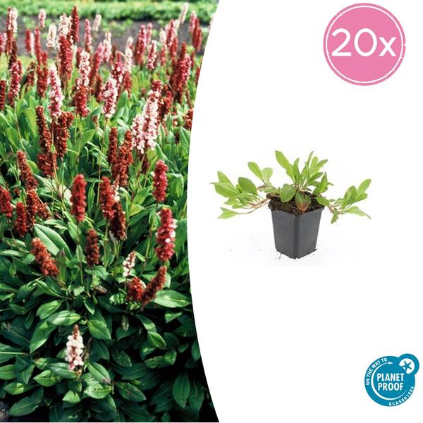 Persicaria aff. 'Darjeeling Red' - ↕10-25cm - Ø9cm - 20x  BotanicBridge