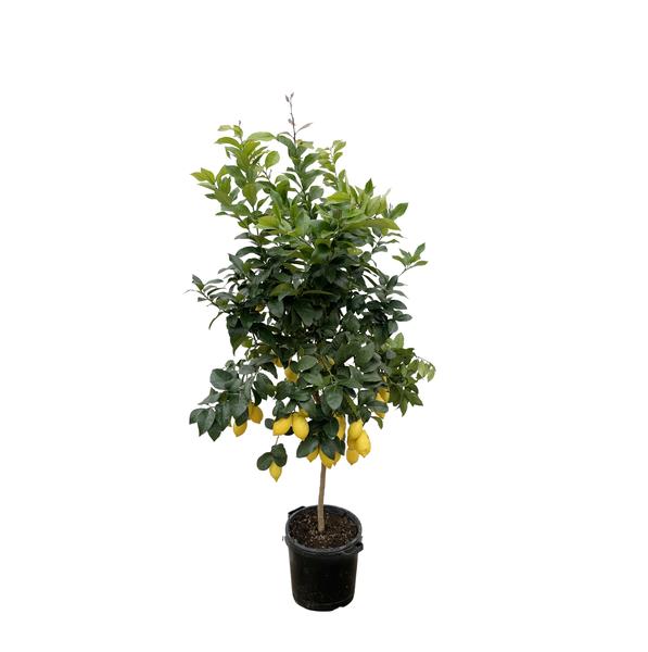 Citrus Lemon - 200cm - ø40  BotanicBridge