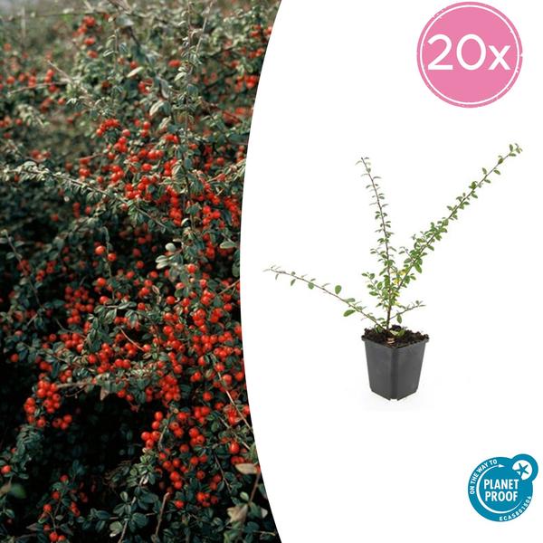 Cotoneaster suec. 'Coral Beauty' - ↕10-25cm - Ø9cm - 20x  BotanicBridge