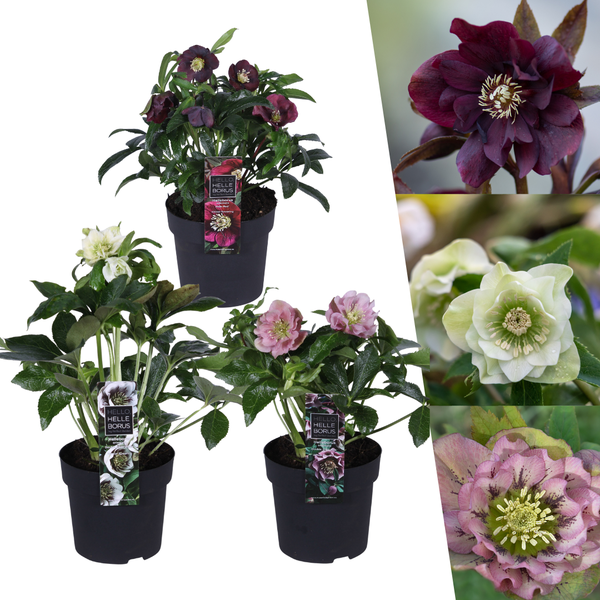 Helleborus Specials - 3 x Ø 14 cm - ↨ 25 cm  BotanicBridge