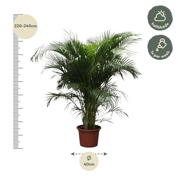 Dypsis Lutescens (Areca Palm) - 230 cm - ø40  BotanicBridge