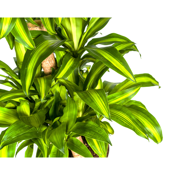 Dracaena Fragrans Massangeana Karussell Ø30cm - ↕140cm  BotanicBridge