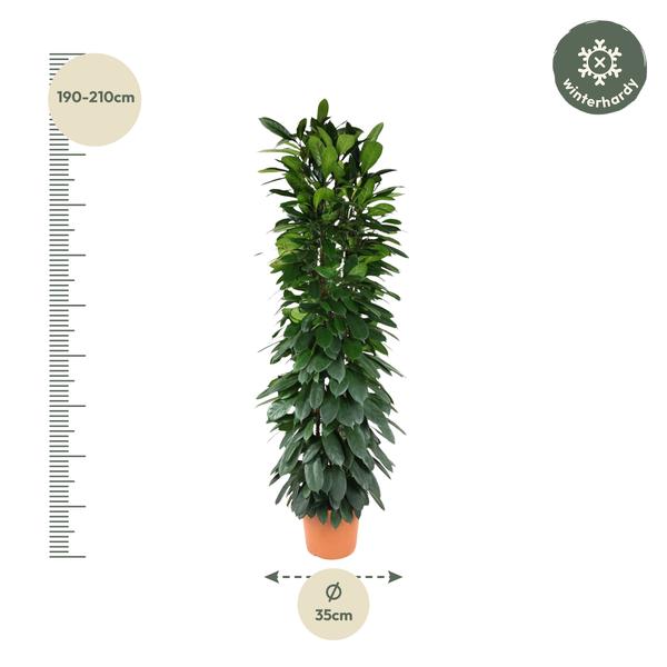 Ficus Cyatistipula zuil - 200 cm - ø35  BotanicBridge