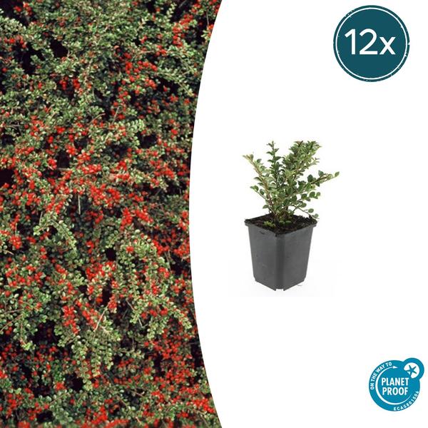 Cotoneaster horizontalis - ↕10-25cm - Ø9cm - 12x  BotanicBridge