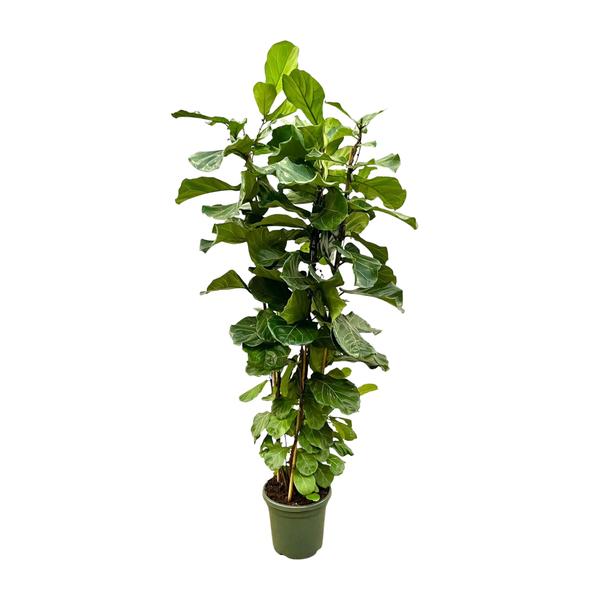 Ficus Lyrata struik XL - 200cm - ø40  BotanicBridge