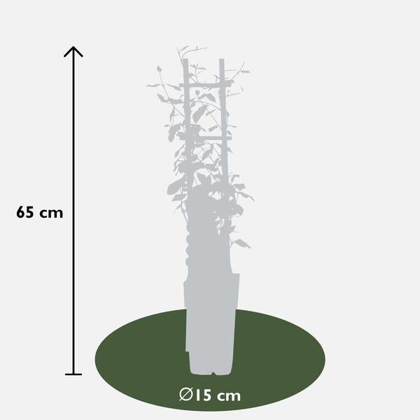 2x - Trachelospermum 'Star of Toscana' - ↨65cm - Ø15  BotanicBridge