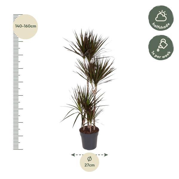 Dracaena Magenta - 150 cm - ø27  BotanicBridge