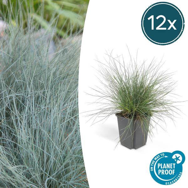 Festuca glauca 'Elijah Bleu' - ↕10-25cm - Ø9cm  - 12x  BotanicBridge