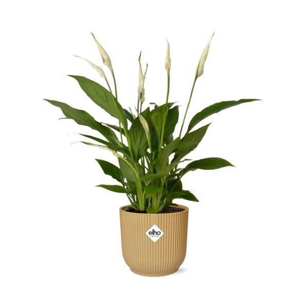 Spathiphyllum 12 Cm Torelli  in ELHO Vibes Fold 14cm geel  BotanicBridge