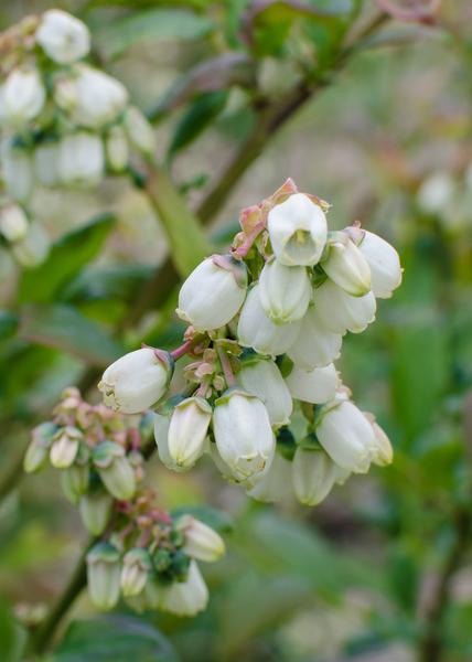 Vaccinium corymbosum 'Reka' - Blauwe bes - Ø13cm - ↕45cm  BotanicBridge