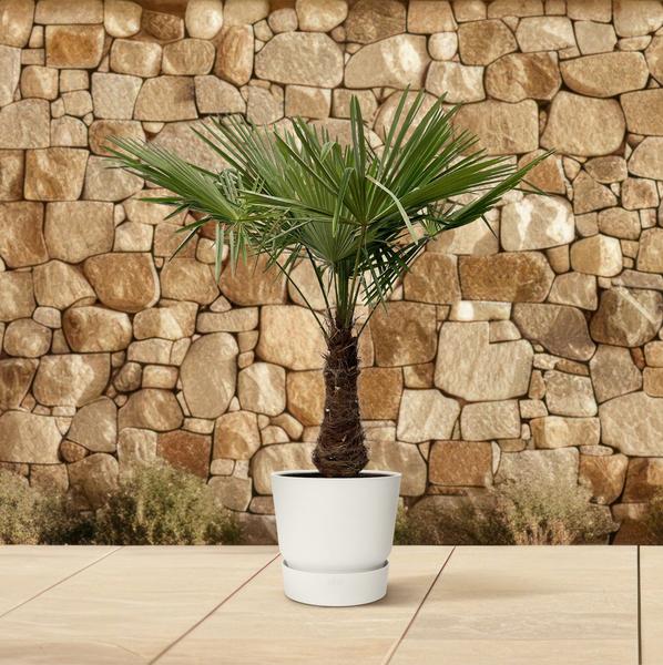 Trachycarpus - 220cm- Ø45  BotanicBridge