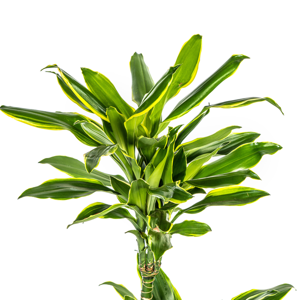 Dracaena Fragrans Golden Coast Ø21cm - ↕100cm  BotanicBridge