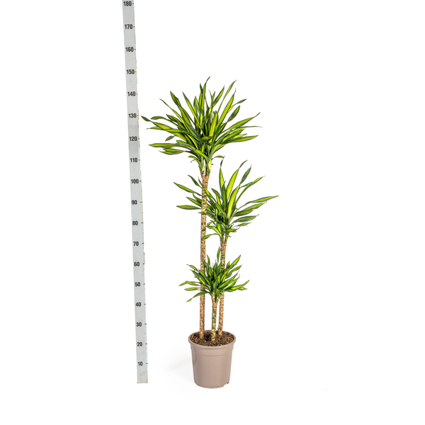 Dracaena Deremensis Rikki Ø24cm - ↕140cm  BotanicBridge