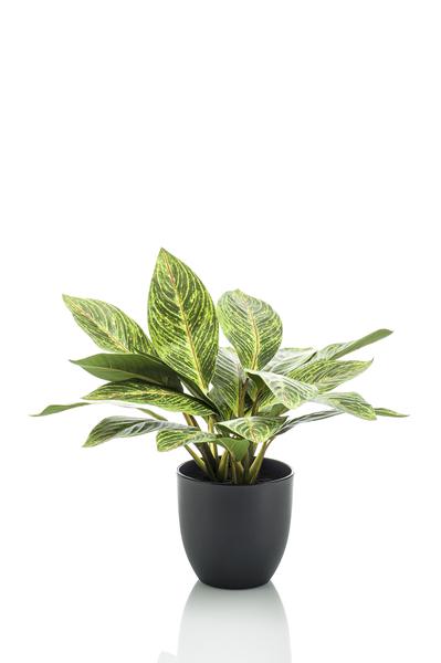 Kunstplant - Croton Codiaeum - Wonderstruik - 38 cm  BotanicBridge