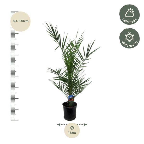 Phoenix Canariensis - 80 cm - Ø15cm  BotanicBridge