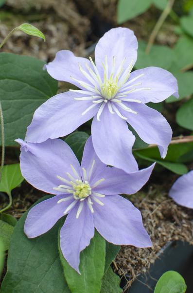 4x - Clematis Justa - ↨65cm - Ø15  BotanicBridge