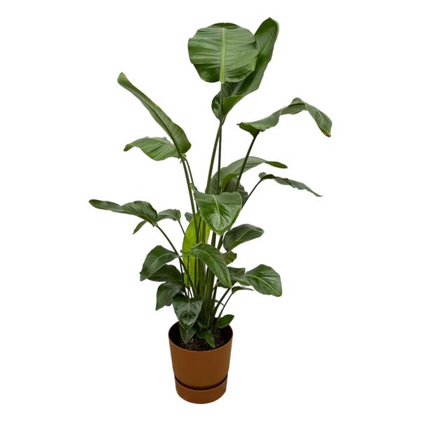 Strelitzia Nicolai inclusief elho Greenville Round bruin - 160cm - Ø30  BotanicBridge