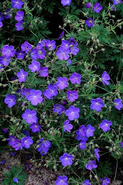 Geranium 'Johnson's Blue' - ↕10-25cm - Ø9cm - 20x  BotanicBridge