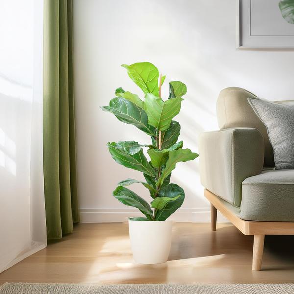 Ficus Lyrata met Viber pot wit - 80cm - Ø21  BotanicBridge