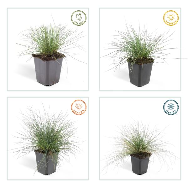 Festuca glauca 'Elijah Bleu' - ↕10-25cm - Ø9cm  - 12x  BotanicBridge