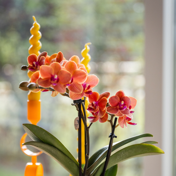 Kolibri Orchids | Oranje orchidee Bolzano + Star Fish sierpot - potmaat Ø9cm | bloeiende kamerplant - vers van de kweker  BotanicBridge