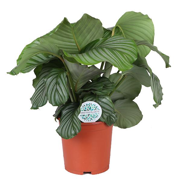 Calathea Orbifolia Ø21cm - ↕70cm  BotanicBridge