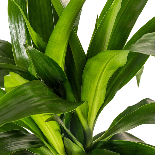 Dracaena Deremensis Lisa Ø19cm - ↕80cm  BotanicBridge