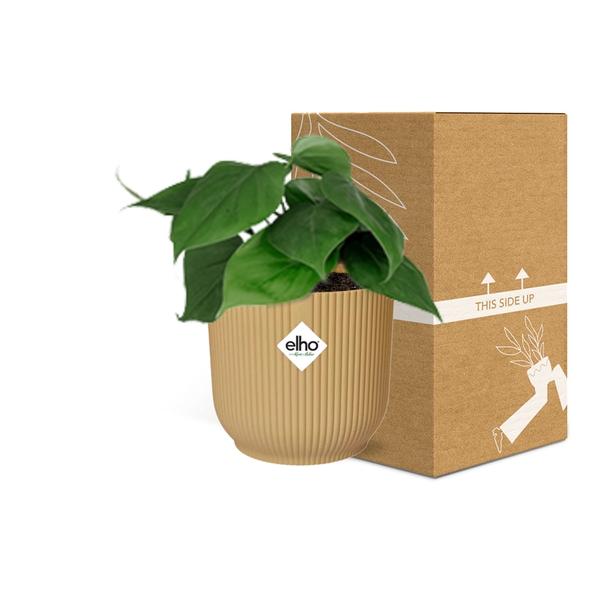 Philodendron Scandens in ELHO Vibes Fold 14cm geel  BotanicBridge