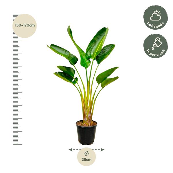 Strelitzia Augusta - 160 cm - Ø24  BotanicBridge