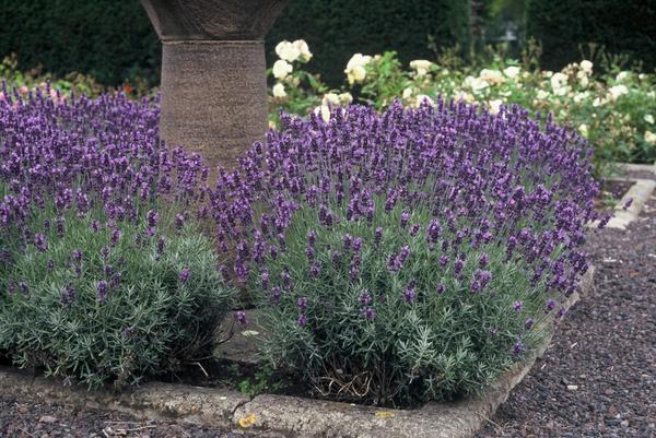 Lavandula ang. 'Dwarf Blue' - ↕10-25cm - Ø9cm - 6x  BotanicBridge