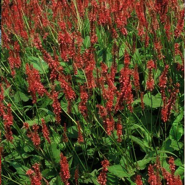 Persicaria amplexicaulis - ↕10-25cm - Ø9cm - 6x  BotanicBridge