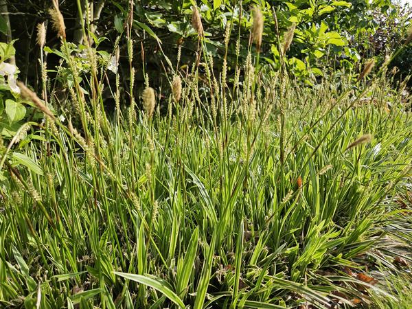 Carex morrowii 'Aureovariegata'  - ↕10-25cm - Ø9cm - 6x  BotanicBridge