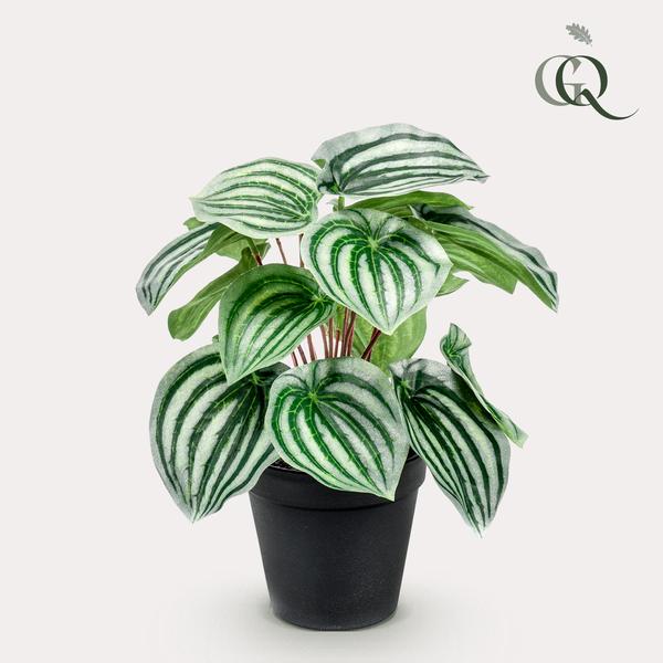 Kunstplant - Peperomia Argyreia - Watermelon -25 cm  BotanicBridge